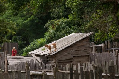 Goat on the roof