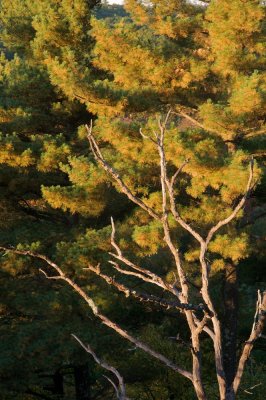 Dead tree, morning sun