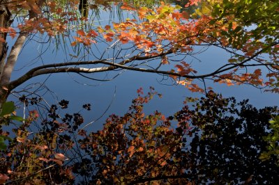 Cedar tree neck reflection
