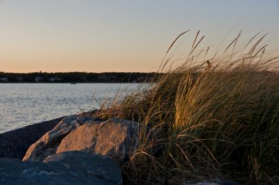 Dune grass