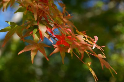 Maples