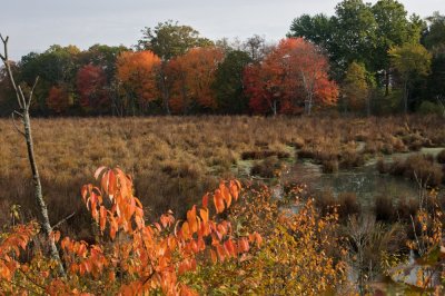 Fall color in the marsh