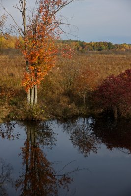 Swamp maple