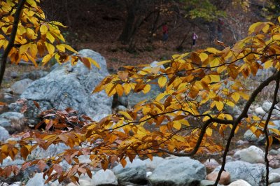 Fall leaves on the Cold river