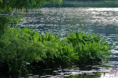 Riverside plants