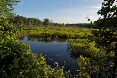 Marsh at Water row