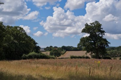 Summer pasture