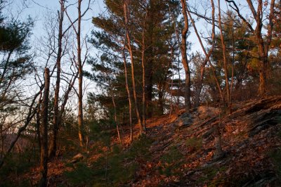 Evening hillside