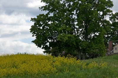 Tree with meadow flowers