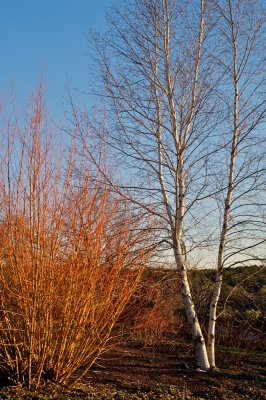 Winter birch