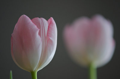 Tulip echo #1