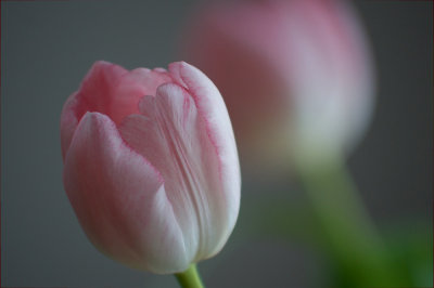 Tulip echo #2