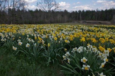 Daffodil spring