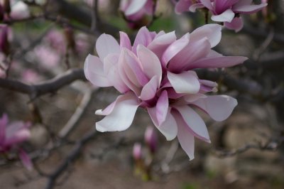 Pink magnolia