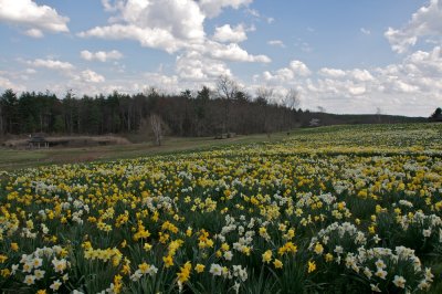 Field of daffodils