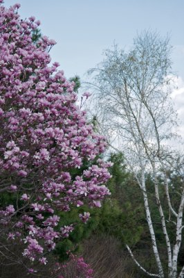 Magnolia and birch
