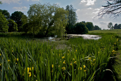 Pond on the Killerton estate