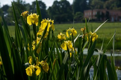 Spring irises