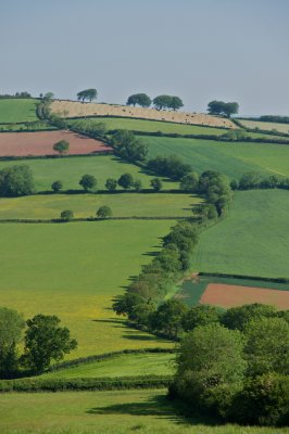 Summer hedgerow