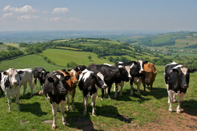 Curious cows