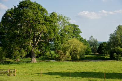 Killerton landscape