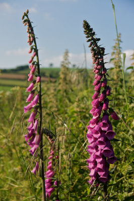 Hedgerow foxgloves