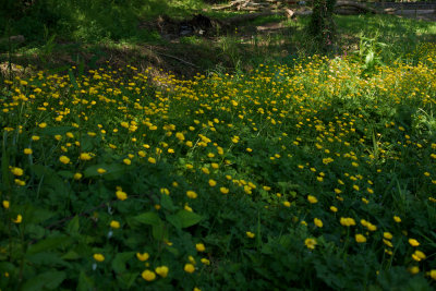 Buttercups in the shade
