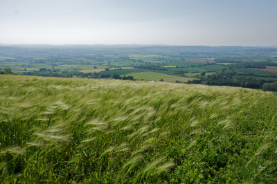 Field of wheat