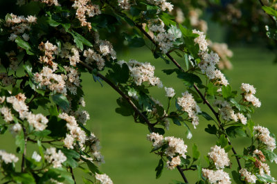 Spring blossom