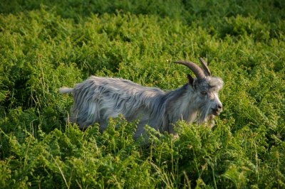 Exmoor goat