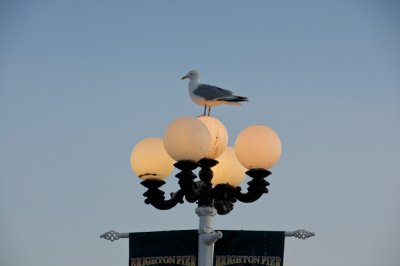 Seagull illumination