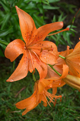 Orange lilly