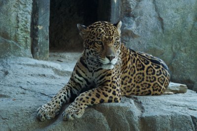 Leopard
