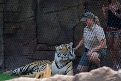 Busch Gardens