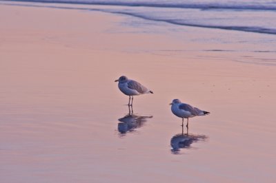 Two gulls contemplate the dawn