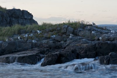 Gull in the evening