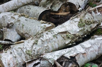 Fallen birch