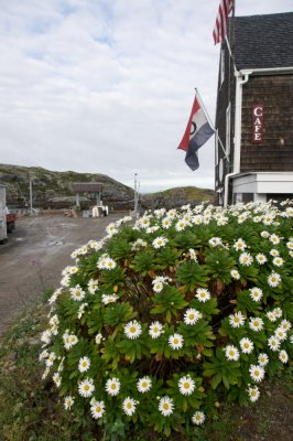 Daisies by the Barnacle