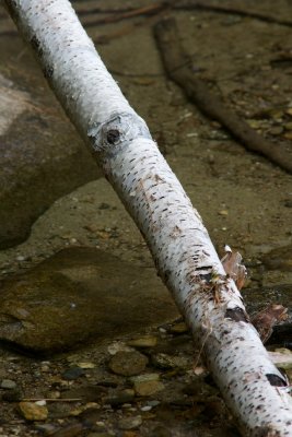 Fallen birch