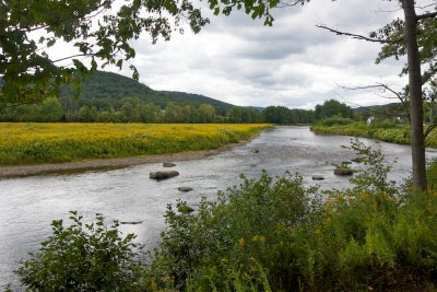 Golden rod by the Deerfield river