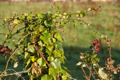 In the hedgerow