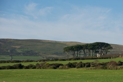 Grove of trees