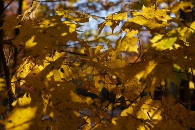 Maples