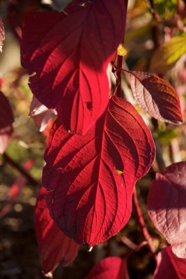 Leaves in red