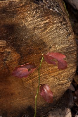 Trunk and leaf