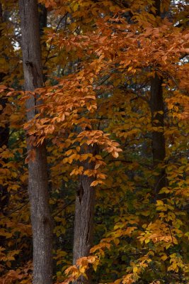 Beech on the Sudbury