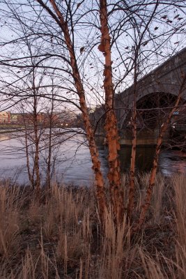 Birch on the Charles