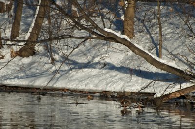 Winter on the Sudbury river
