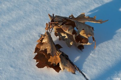 Oak leaves
