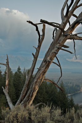 Dead tree at the overlook